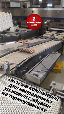 Система конвейеров для упаковок с яйцами на термоупаковку